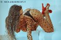 Foto Annunci Transescort Palermo Alessandra Fogaca 344 7995574 - 27
