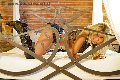 Foto Annunci Transescort Parma Monica Kicelly 324 5833097 - 25