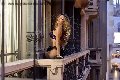 Foto Annunci Transescort San Gallo Rayca 348 5638746 - 236